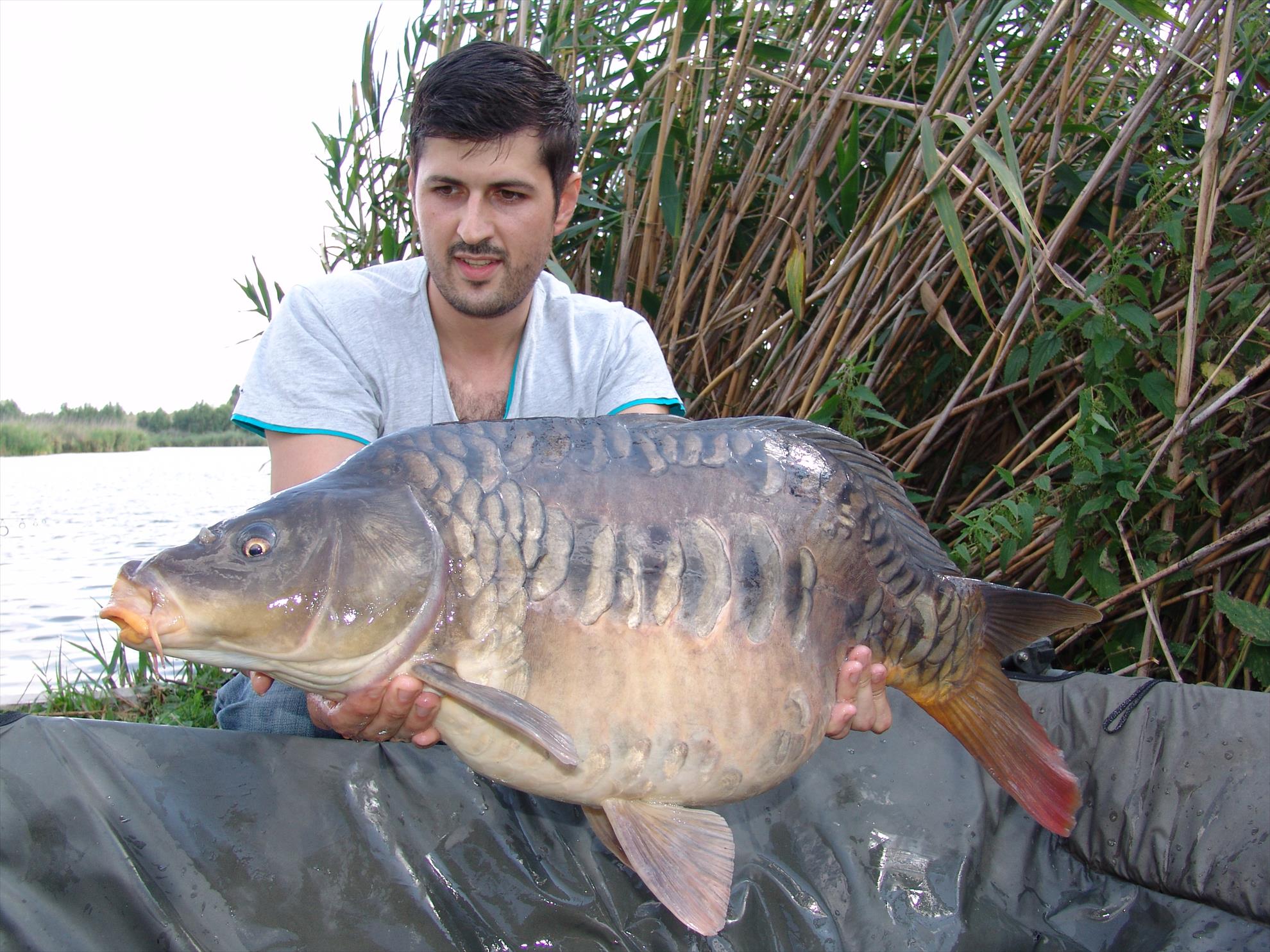 Tancabesti 12 - 14 sep. - 10 kg